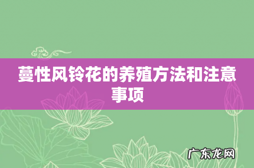 蔓性风铃花的养殖方法和注意事项