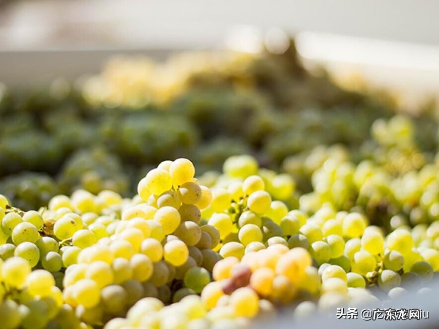 白葡萄酒好还是红葡萄酒好喝 白葡萄酒和红葡萄酒的区别是什么