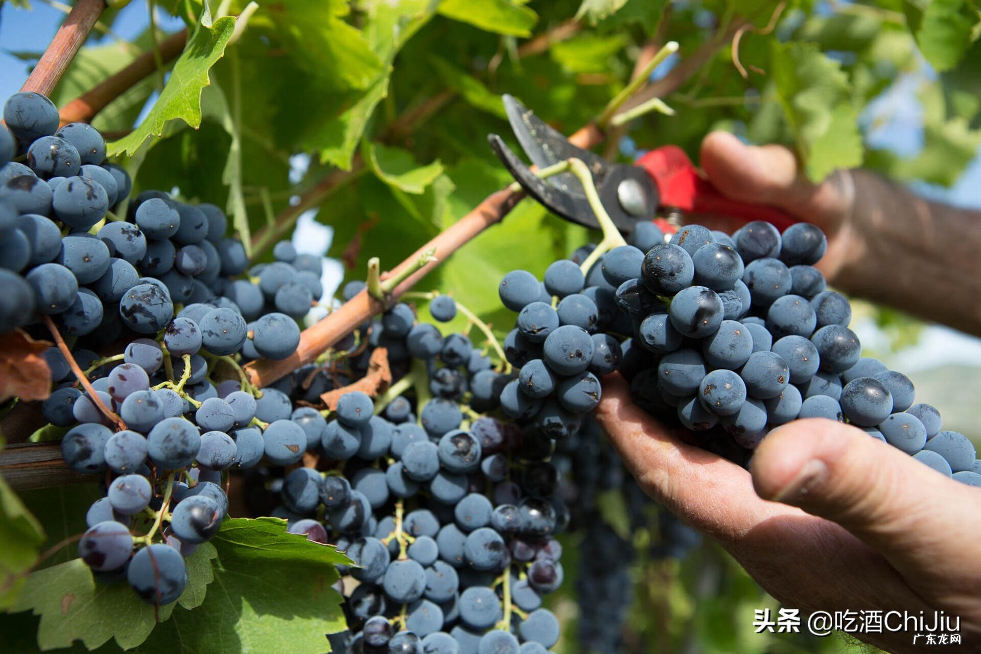 白葡萄酒好还是红葡萄酒好喝 白葡萄酒和红葡萄酒的区别是什么