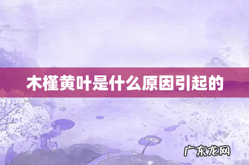 木槿黄叶是什么原因引起的