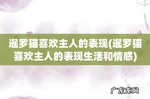 暹罗猫喜欢主人的表现生活和情感 暹罗猫喜欢主人的表现