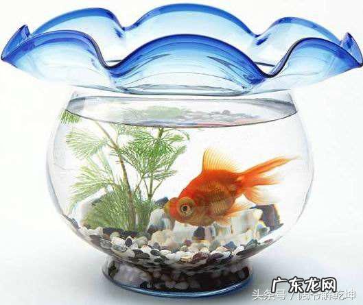 鱼缸对着镜子好吗风水 镜子对鱼缸风水