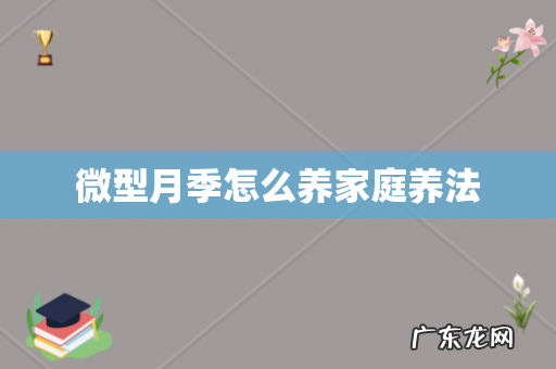 微型月季怎么养家庭养法