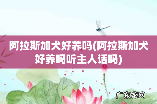 阿拉斯加犬好养吗听主人话吗 阿拉斯加犬好养吗