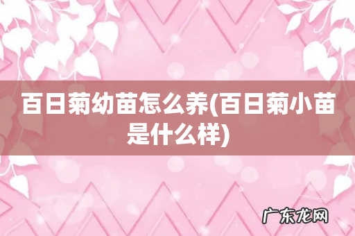百日菊小苗是什么样 百日菊幼苗怎么养