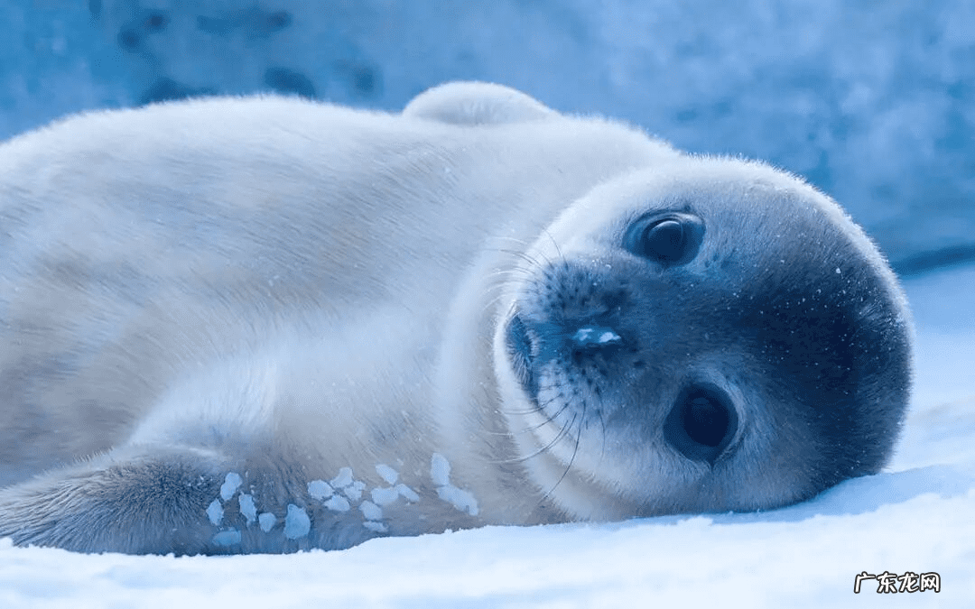 南极冰山的图片