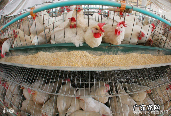 鸡养在屋顶上风水好不好呀 鸡养在什么地方好风水