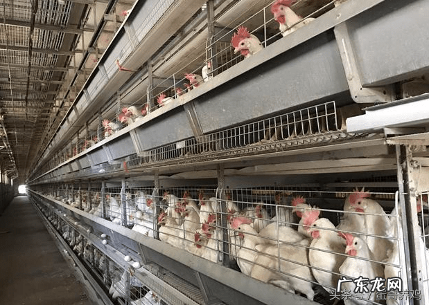 鸡养在屋顶上风水好不好呀 鸡养在什么地方好风水