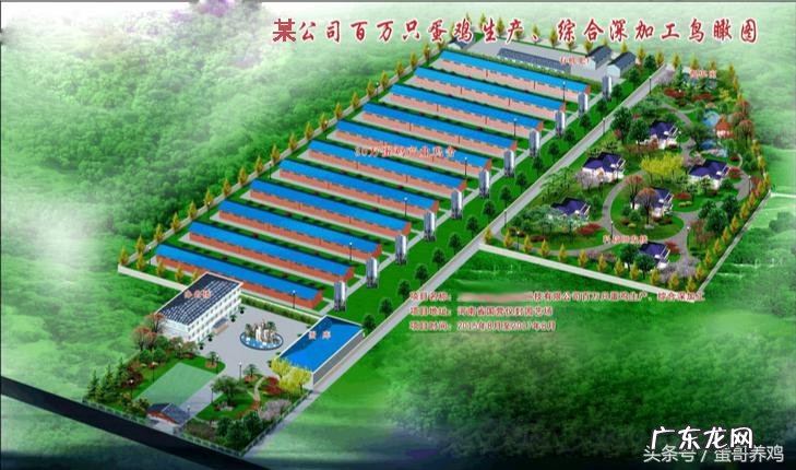 鸡养在屋顶上风水好不好呀 鸡养在什么地方好风水