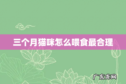 三个月猫咪怎么喂食最合理