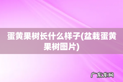 盆栽蛋黄果树图片 蛋黄果树长什么样子