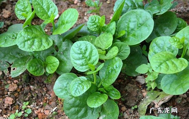 炒木耳菜的做法大全 木耳菜的做法大全家常菜