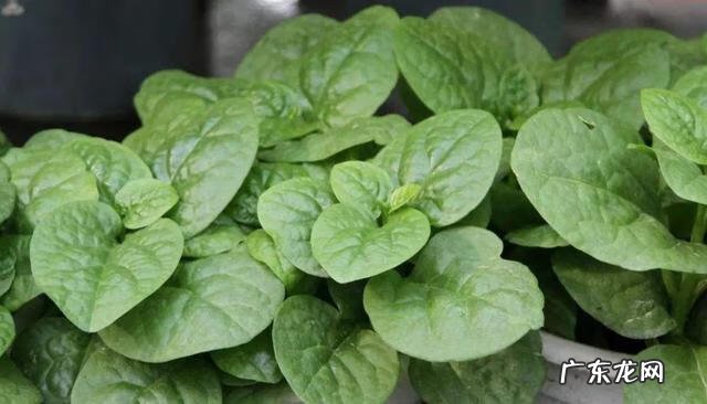 炒木耳菜的做法大全 木耳菜的做法大全家常菜