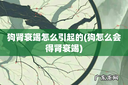 狗怎么会得肾衰竭 狗肾衰竭怎么引起的