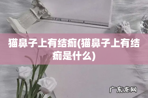 猫鼻子上有结痂是什么 猫鼻子上有结痂