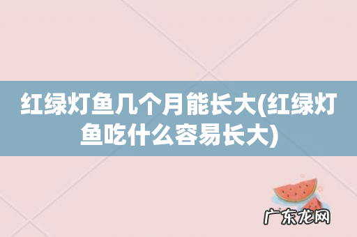 红绿灯鱼吃什么容易长大 红绿灯鱼几个月能长大