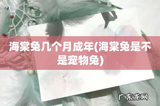 海棠兔是不是宠物兔 海棠兔几个月成年