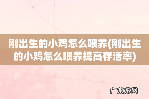 刚出生的小鸡怎么喂养提高存活率 刚出生的小鸡怎么喂养