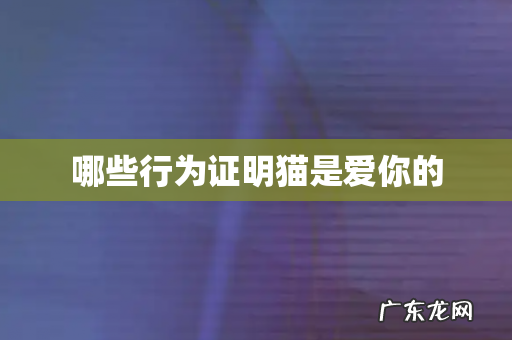 哪些行为证明猫是爱你的