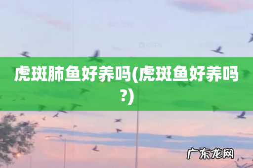 虎斑鱼好养吗? 虎斑肺鱼好养吗