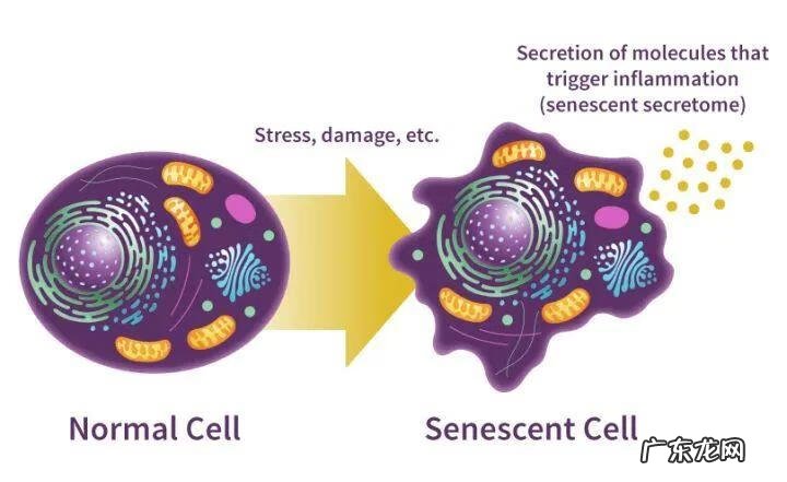 皮肤为什么会衰老的原因 皮肤衰老的原因有哪些