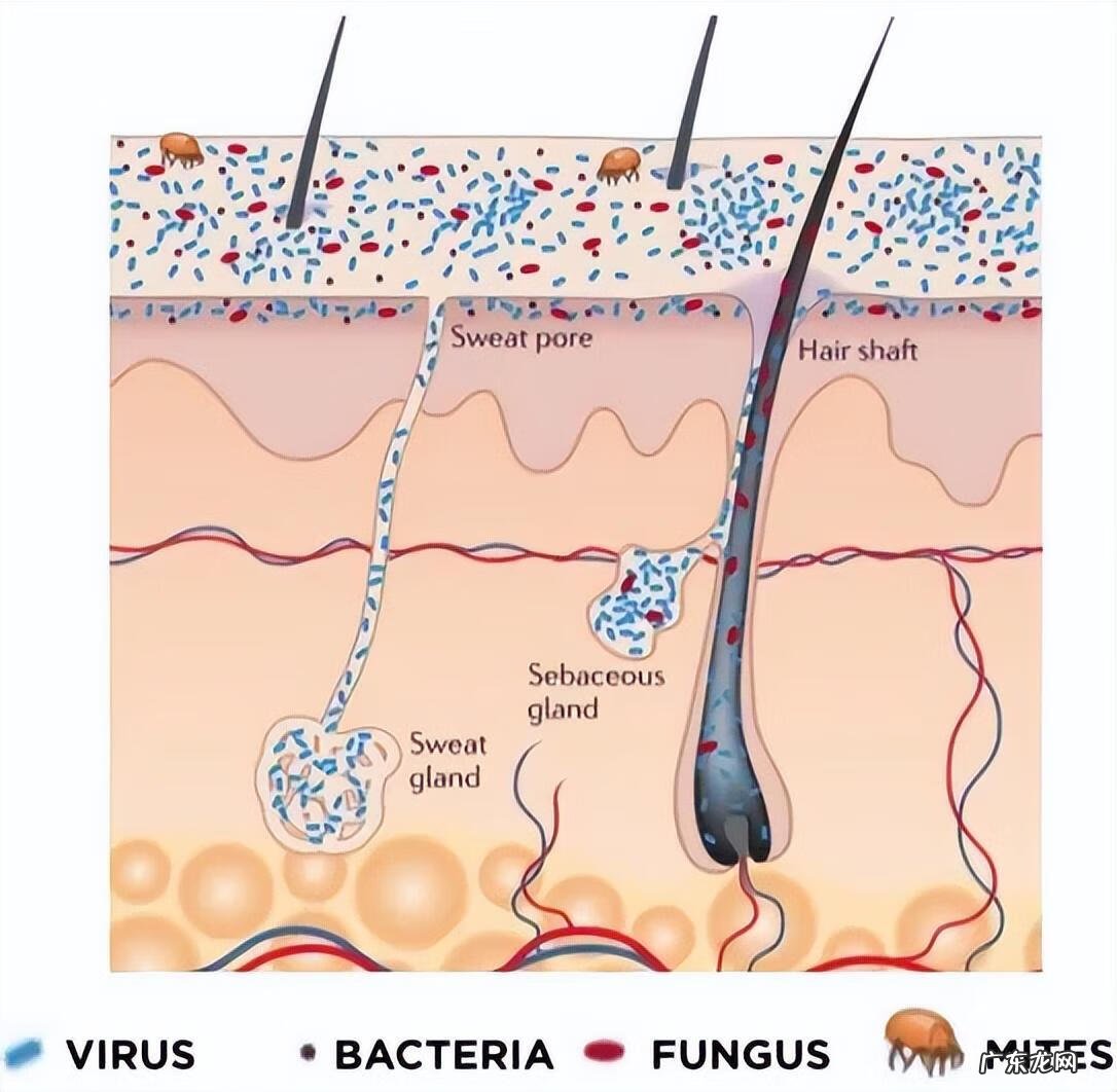 皮肤为什么会衰老的原因 皮肤衰老的原因有哪些
