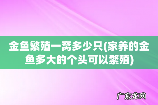 家养的金鱼多大的个头可以繁殖 金鱼繁殖一窝多少只
