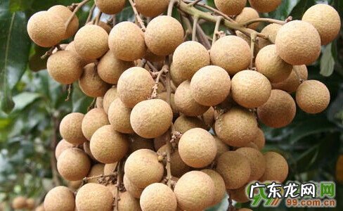 怀孕吃了桂圆怎么办 孕妇可以吃桂圆吗?