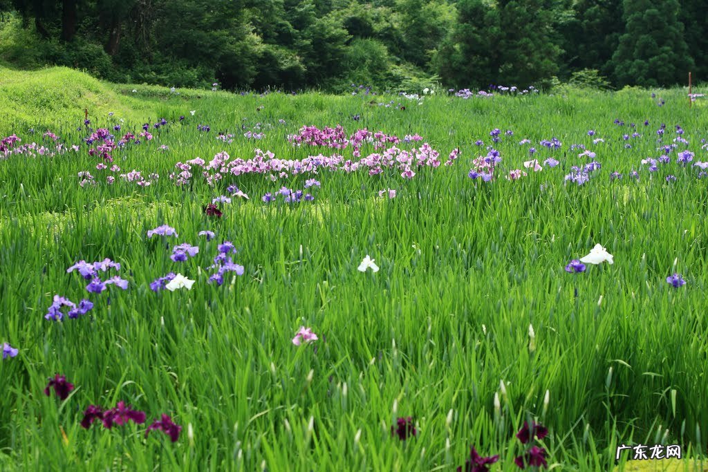 菖蒲室内养的活吗 水菖蒲可以养在室内吗
