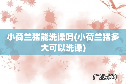 小荷兰猪多大可以洗澡 小荷兰猪能洗澡吗