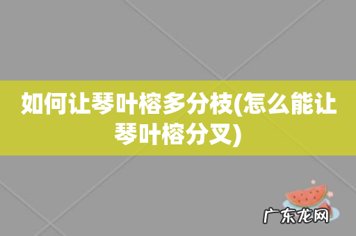 怎么能让琴叶榕分叉 如何让琴叶榕多分枝