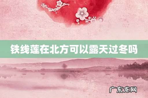 铁线莲在北方可以露天过冬吗
