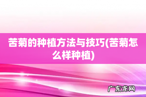 苦菊怎么样种植 苦菊的种植方法与技巧