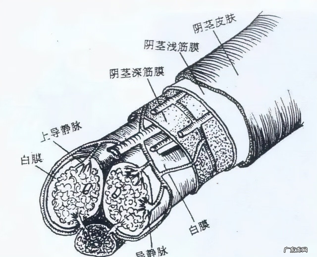 淋巴炎看什么科室 淋巴炎
