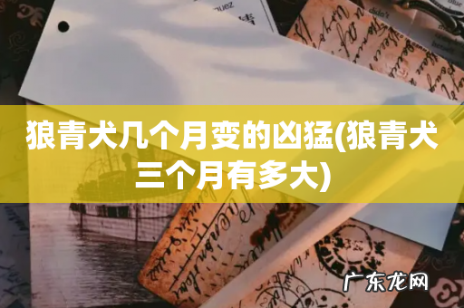 狼青犬三个月有多大 狼青犬几个月变的凶猛
