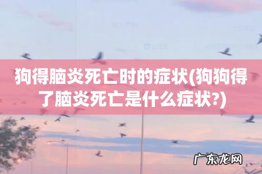 狗狗得了脑炎死亡是什么症状? 狗得脑炎死亡时的症状