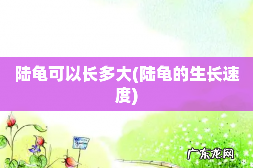陆龟的生长速度 陆龟可以长多大