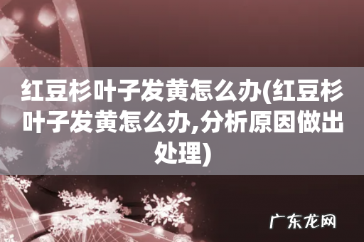 红豆杉叶子发黄怎么办,分析原因做出处理 红豆杉叶子发黄怎么办