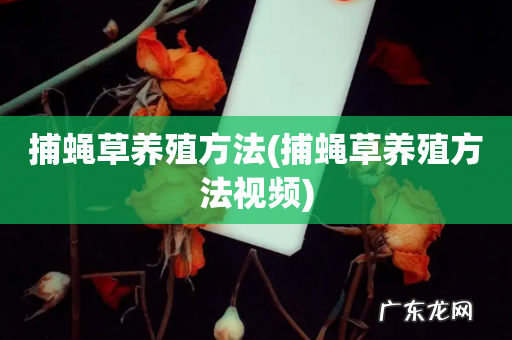 捕蝇草养殖方法视频 捕蝇草养殖方法