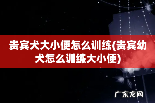 贵宾幼犬怎么训练大小便 贵宾犬大小便怎么训练