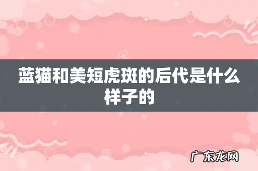 蓝猫和美短虎斑的后代是什么样子的