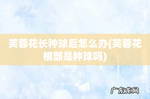 芙蓉花根部是种球吗 芙蓉花长种球后怎么办