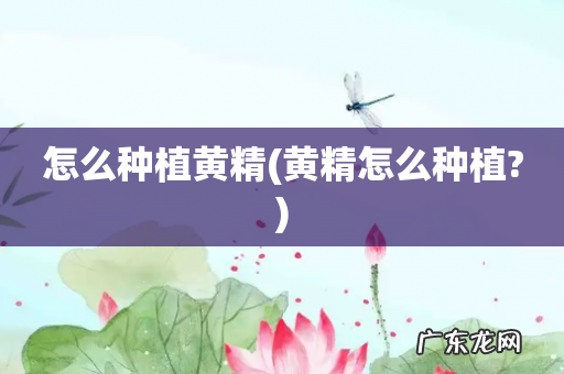 黄精怎么种植? 怎么种植黄精