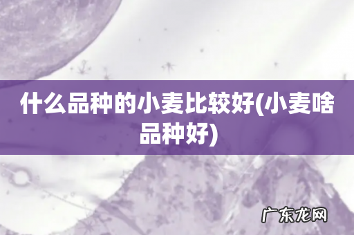 小麦啥品种好 什么品种的小麦比较好