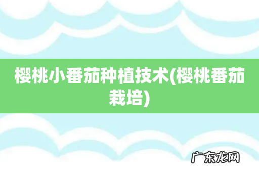 樱桃番茄栽培 樱桃小番茄种植技术