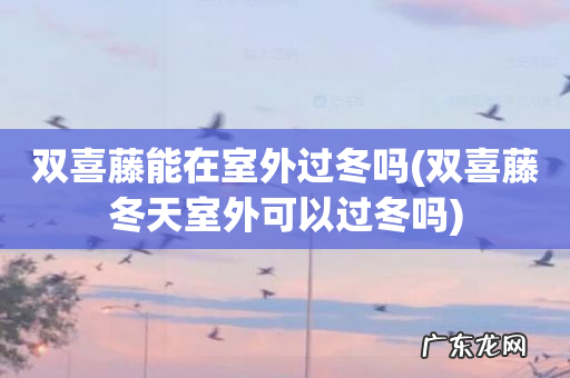 双喜藤冬天室外可以过冬吗 双喜藤能在室外过冬吗