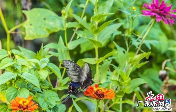风水局有哪些 青松岭风水局