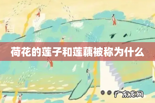 荷花的莲子和莲藕被称为什么