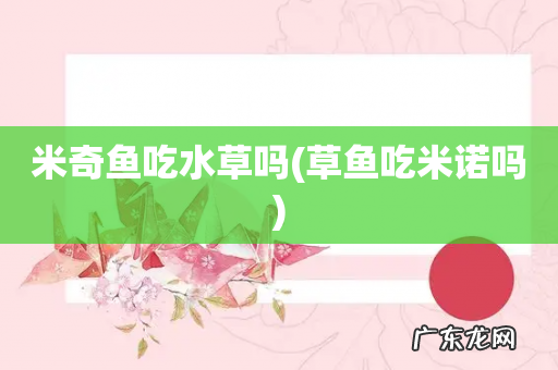 草鱼吃米诺吗 米奇鱼吃水草吗