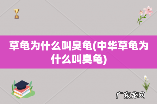 中华草龟为什么叫臭龟 草龟为什么叫臭龟